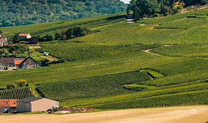 Sicht über die Region der Champagne