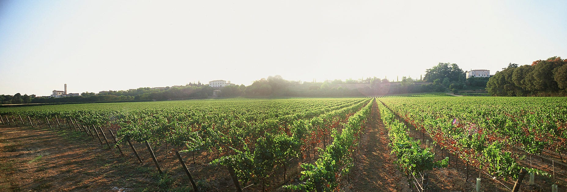 Ein schöner Sonnentag über den Rebbergen der Tenuta Montenisa, welches zur Familiendynastie Antinori gehört