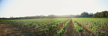 Ein schöner Sonnentag über den Rebbergen der Tenuta Montenisa, welches zur Familiendynastie Antinori gehört