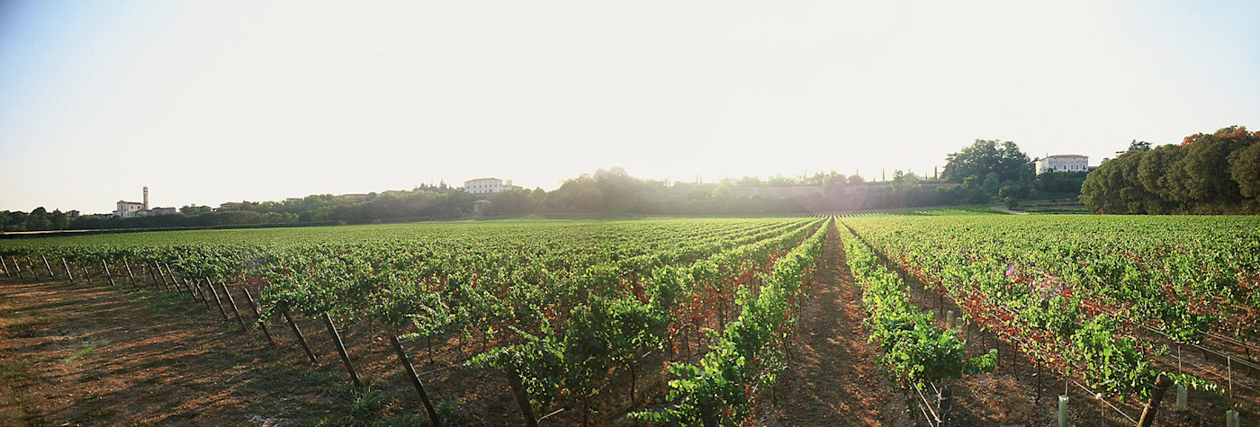 Ein schöner Sonnentag über den Rebbergen der Tenuta Montenisa, welches zur Familiendynastie Antinori gehört
