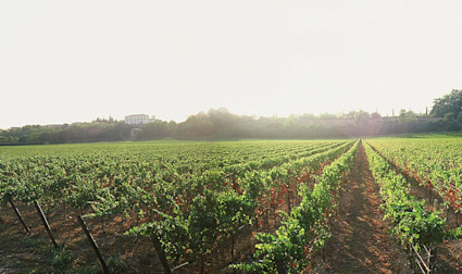 Ein schöner Sonnentag über den Rebbergen der Tenuta Montenisa, welches zur Familiendynastie Antinori gehört