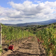 Rebberge der Tenuta Le Macioche der Familie Cotarella in der Toskana