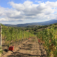 Rebberge der Tenuta Le Macioche der Familie Cotarella in der Toskana