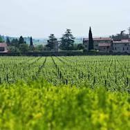 Rebfläche vom Weingut Serego Alighieri, welches zu Masi gehört