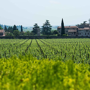 Rebfläche vom Weingut Serego Alighieri, welches zu Masi gehört