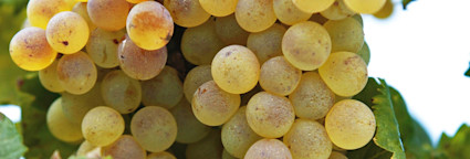 Pigato-Trauben am Rebstock hängend