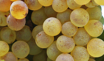 Pigato-Trauben am Rebstock hängend