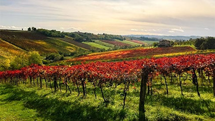 Kurzformel zum Merken: Emilia = Lambrusco, Romagna = Sangiovese.