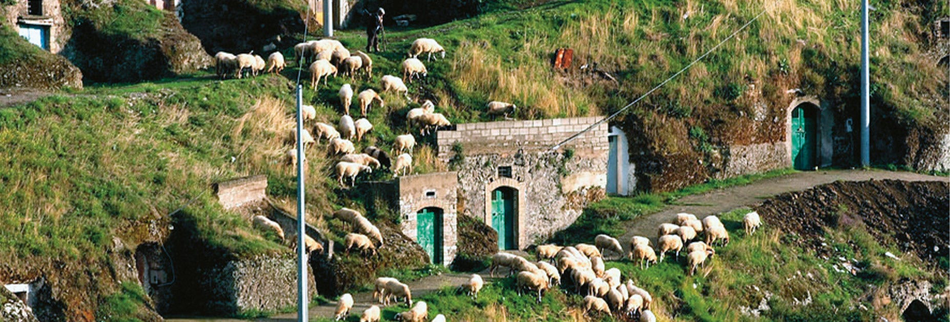 Biologischer Weinanbau mit dem Einsatz von Schafen auf dem Weingut Basilisco