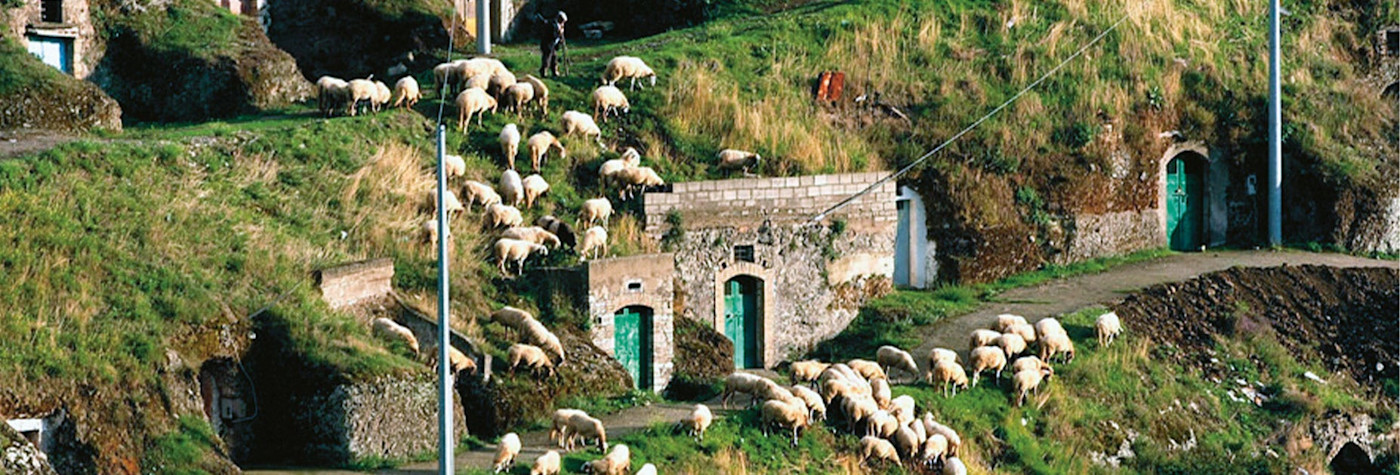 Biologischer Weinanbau mit dem Einsatz von Schafen auf dem Weingut Basilisco