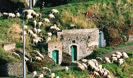 Biologischer Weinanbau mit dem Einsatz von Schafen auf dem Weingut Basilisco
