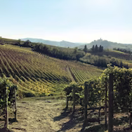 Blauer Himmel über den Rebbergen von Franco M. Martinetti im Piemont