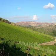 Strahlend blauer Himmel über den Rebbergen von Basilisco