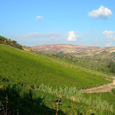 Strahlend blauer Himmel über den Rebbergen von Basilisco