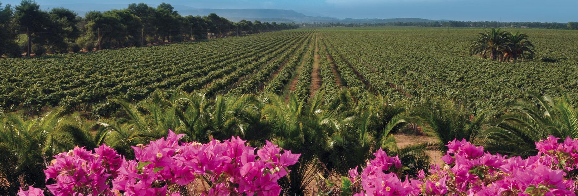 Blauer Himmel über den Rebbergen von Sardinien mit kräftig farbenen Blumen im Vordergrund