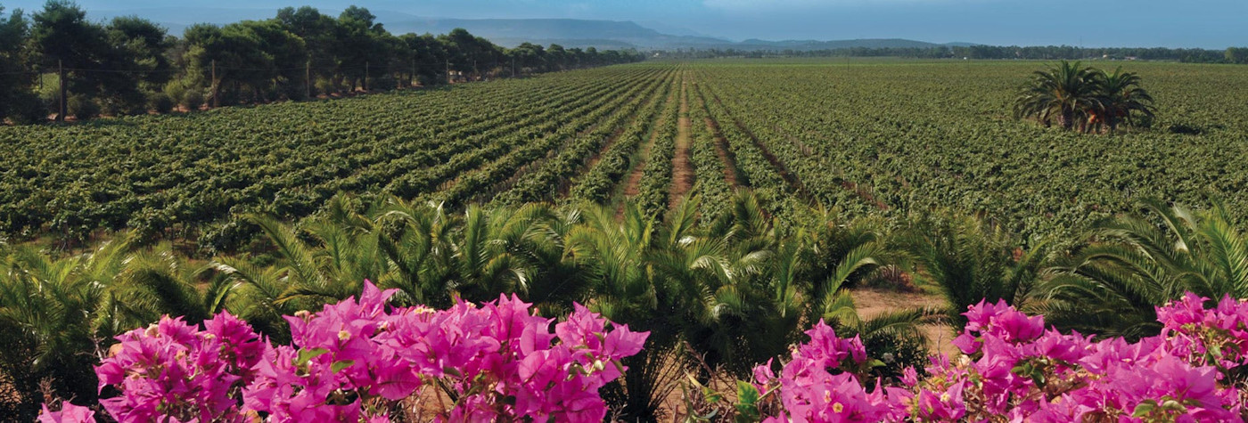 Blauer Himmel über den Rebbergen von Sardinien mit kräftig farbenen Blumen im Vordergrund