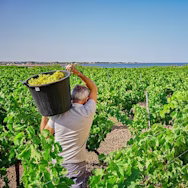 Mann am Ernten in den Reben der Cantine Florio