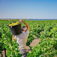 Mann am Ernten in den Reben der Cantine Florio