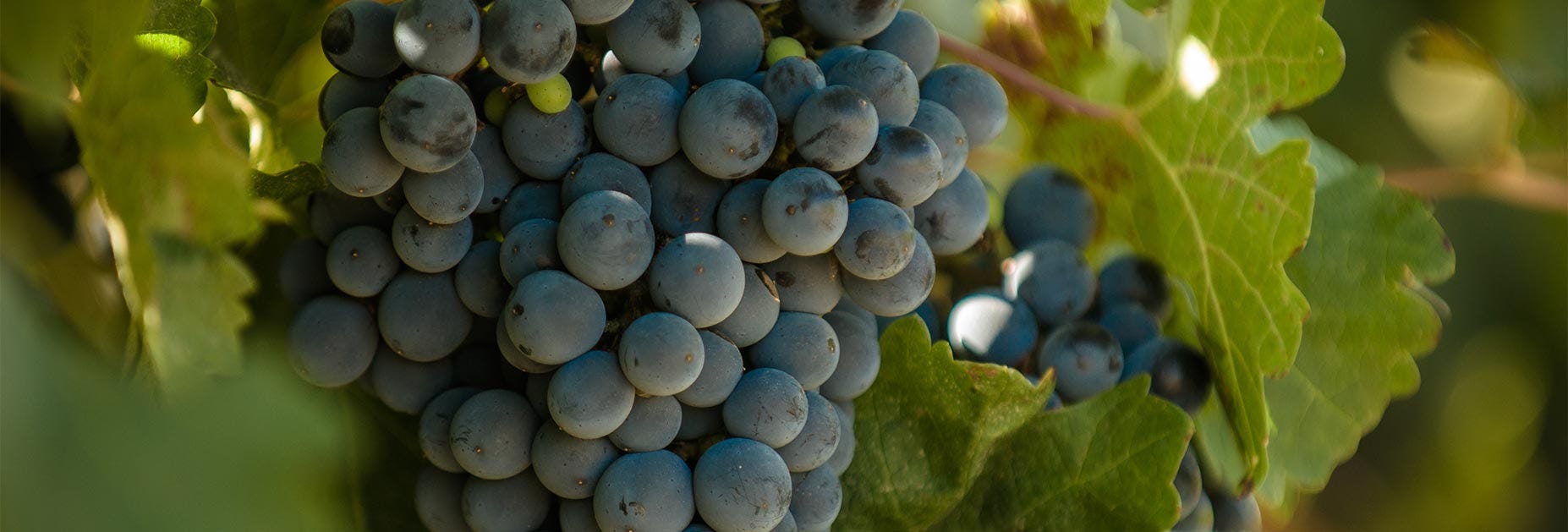 Reife Malbec Trauben am Rebstock