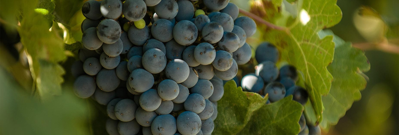 Reife Malbec Trauben am Rebstock