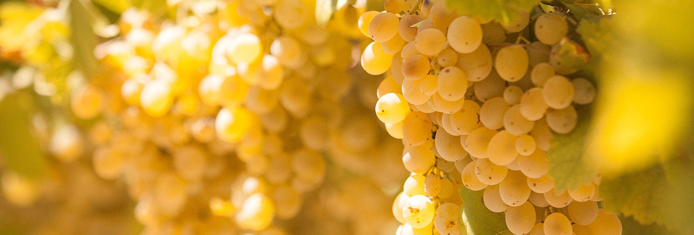 Arneis-Trauben am Rebstock hängend