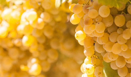 Arneis-Trauben am Rebstock hängend