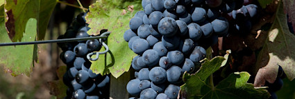 img-37cd7859be32c5bb7c0e8b7dfe86c216