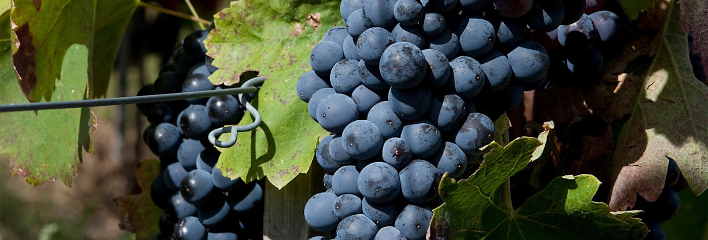 img-37cd7859be32c5bb7c0e8b7dfe86c216