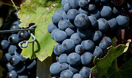 img-37cd7859be32c5bb7c0e8b7dfe86c216