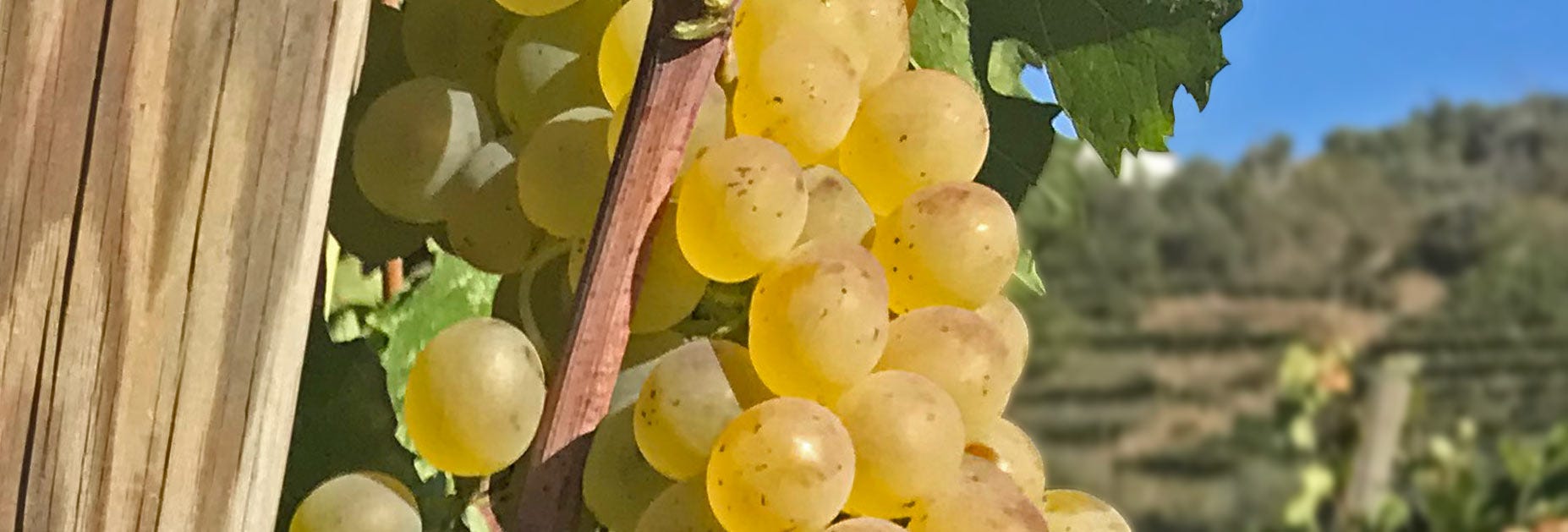 Pigato-Trauben am Rebstock hängend