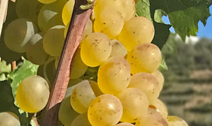 Pigato-Trauben am Rebstock hängend