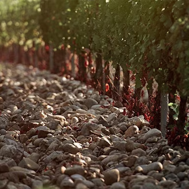Steiniger Boden in den Rebbergen von Falesco