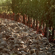 Steiniger Boden in den Rebbergen von Falesco
