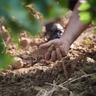 Rudi Bindella prüft die Bodenqualität auf seinem Weingut Vallocaia in Montepulciano in der Toskana