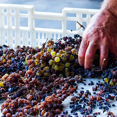 Getrocknete Malvasiatrauben werden vor der Weinkelterung aussortiert