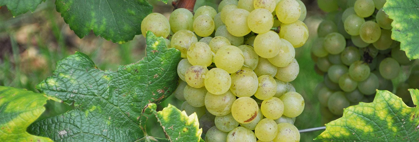 Reife Chardonnay Trauben am Rebstock