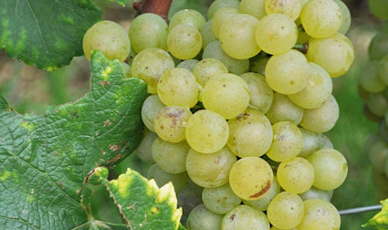 Reife Chardonnay Trauben am Rebstock