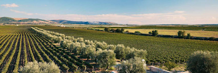 Blick von der Tenuta Bocca di Lupo in die Reben