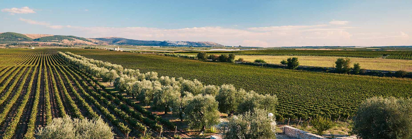 Blick von der Tenuta Bocca di Lupo in die Reben