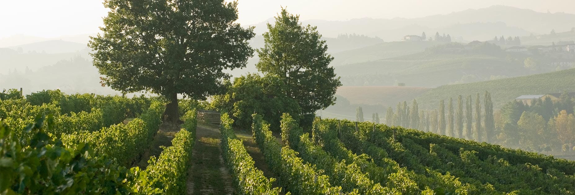 Saftig grüne Rebflächen der Tenuta Braida inmitten der hügeligen Landschaft des Piemonts