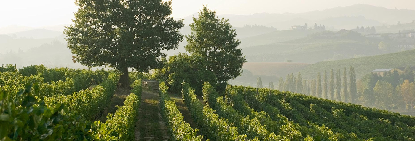Saftig grüne Rebflächen der Tenuta Braida inmitten der hügeligen Landschaft des Piemonts