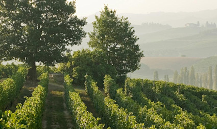 Saftig grüne Rebflächen der Tenuta Braida inmitten der hügeligen Landschaft des Piemonts