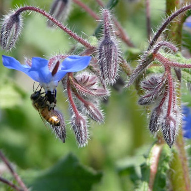 Auch Bienen können sich in den Rebbergen am Nektar bedienen