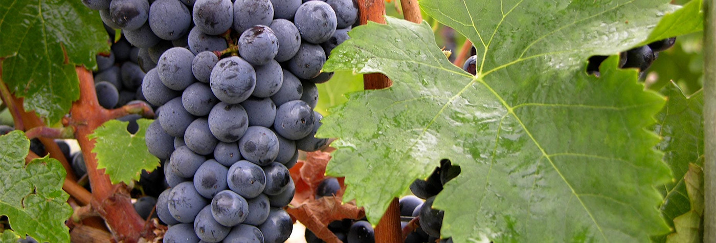 Reife Cabernet franc Trauben am Rebstock