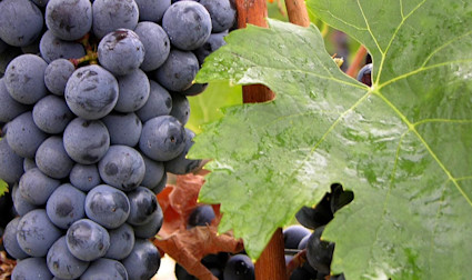 Reife Cabernet franc Trauben am Rebstock