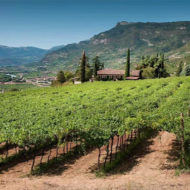 Blick über die Rebberge von Conti Bossi Fedrigotti im Trentino