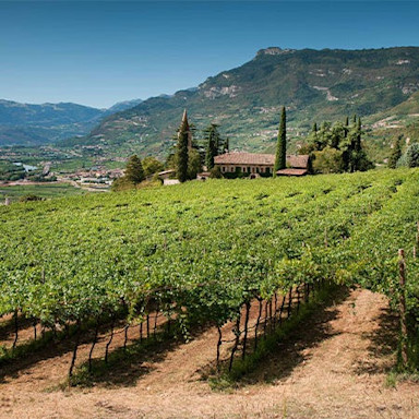 Blick über die Rebberge von Conti Bossi Fedrigotti im Trentino