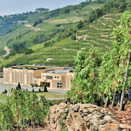 Steile Rebberge, die zum Weingut Vidal-Fleury gehören