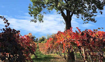 Die Herbststimmung läutet das Ende der Weinsaison ein