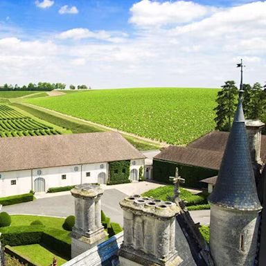 Direkter Blick auf die vielen Reben von Domaine de Ladoucette
